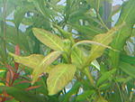  Big Leaf