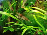 Caridina cf. cantonensis 'Tiger' (Tiger Shrimp)