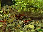 Caridina cf. spinata (Red Goldflake Shrimp) + Caridina dennerli (Cardinal Shrimp)