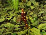 Caridina cf. spinata (Red Goldflake Shrimp)