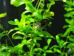 Caridina cf. cantonensis 'Tiger' (Tiger Shrimp)