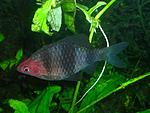   (P. nigrofasciatus)