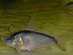  (C. arcuatus) 
