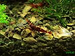 Caridina cf. spinata (Red Goldflake Shrimp)  :)