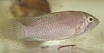 Apistogramma baenschi
