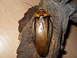 Eublaberus posticus