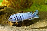 Cynotilapia afra 'Gallireya Reef' ('Hara white top') male