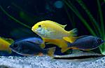 Labidochromis caeruleus 'all yellow Kakusa' female