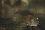 Corydoras rabauti