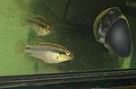 Pelvicachromis taeniatus Nigerian red 