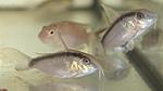 Corydoras arcuatus