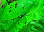 Caridina cantonensis sp. King Kong Taiwan bee