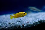 Pseudotropheus saulosi female