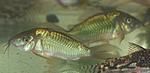 Brochis splendens