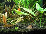 IMG 9965 Corydoras davidsandsi