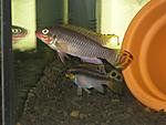 Pelvicachromis taeniatus Nigerian red