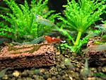 Caridina cantonensis sp. Red Ruby Taiwan bee