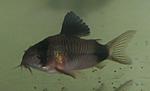 Corydoras panda