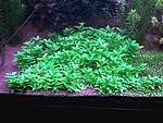 Staurogyne sp. Repens  Staurogyne sp. Rio Cristalino