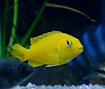 Pseudotropheus saulosi female