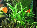IMG 9958a