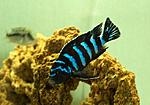 Pseudotropheus demasoni male