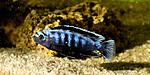Pseudotropheus saulosi male