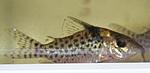 Corydoras ambiacus