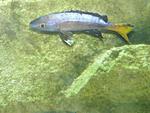 C. lept. speckleback Moba