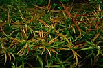 Ludwigia arcuata 15