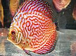    RED DRAGON  115