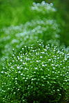 /Riccia fluitans