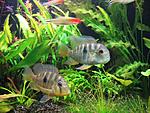 Gymnogeophagus balzanii
