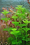  /Limnophila sessiliflora