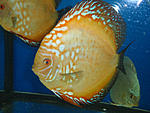 PC4