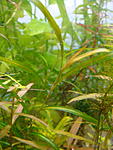 Potamogeton gayi