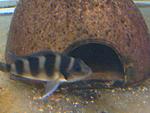 Neolamprologus tretocephalus