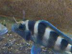 Neolamprologus tretocephalus