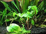    Cryptocoryne scurrulis de Wit Cryptocoryne pontederifolia