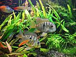 Gymnogeophagus balzanii