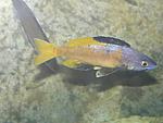 Cyprichromis leptosoma speckleback Moba