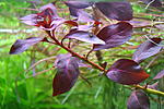  "" /Ludwigia Rubin