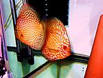 Snake Skin () & Pigeon Blood ()