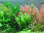 /Bolbitis 
  . /Rotala wallichii sp. Vietnam 
 /Rotala wallichii