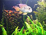 Gymnogeophagus balzanii (male)