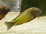 Tropheus moorii 'Ilangi'