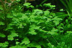  /Hydrocotyle tripartita