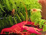 -( Procambarus milleri)   