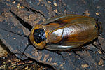 8 Blaberus discoidalis BCG 4