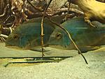 Hoplarchus psittacus